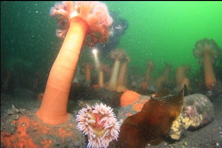 fish eating anemone at the base of the wall