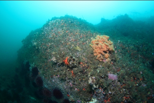 tunicate colony