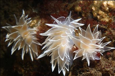 nudibranchs