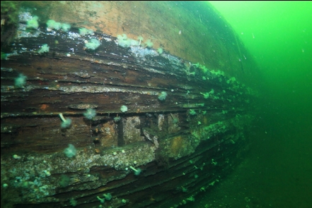 small plumose anemones on the side of a drydock