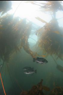 ROCKFISH IN KELP