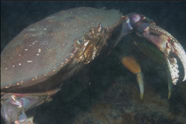 DUNGENESS CRAB