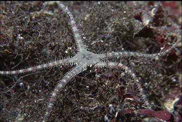 BRITTLE STAR