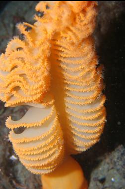 seapen