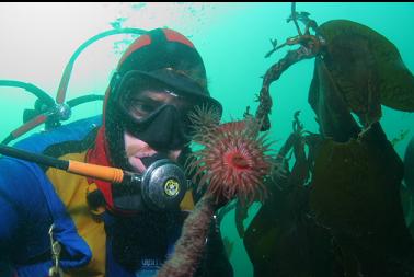 brooding anemones