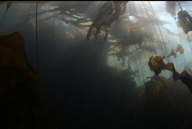 kelp