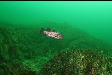 black rockfish