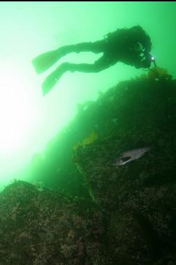 black rockfish