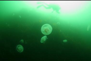 moon jellies