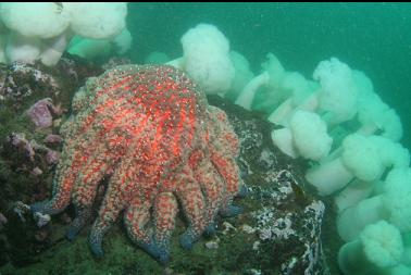 sunflower star and anemones