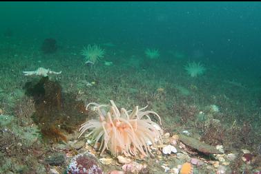 crimson anemones in channel