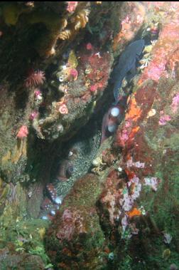 octopus and black rockfish