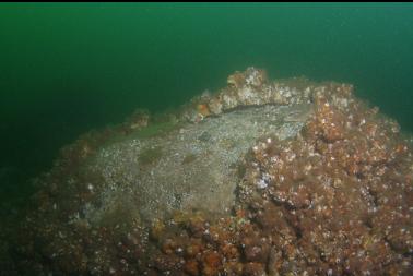 bare patch on boulder from anchor?