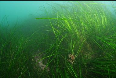 crab on surfgrass