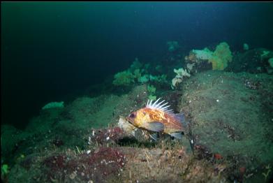 quillback rockfish