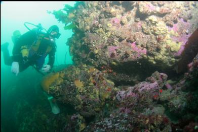 boulders on sewer pipe reef