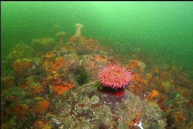 fish-eating anemone