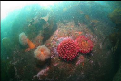 anemones at base of rocky slope