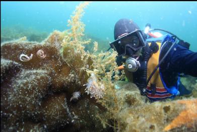 nudibranchs