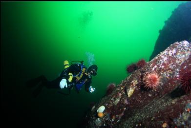 urchins and white nudibranch on reef