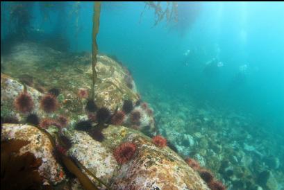 urchins on rocks with divers in background