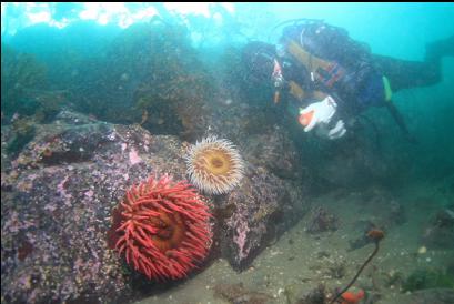 fish-eating anemones