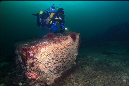 zoanthid-covered block on top of the reef