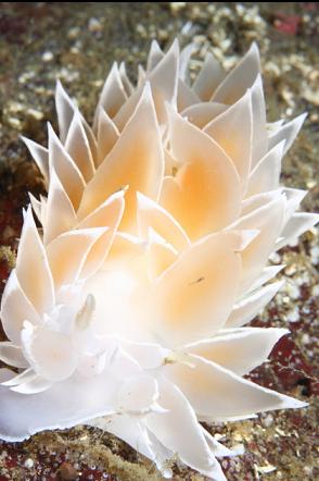 alabaster nudibranch