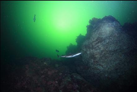 dogfish shark near the top of the wall