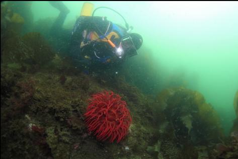 fish-eating anemone