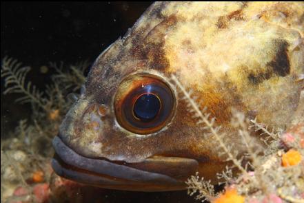 brown rockfish