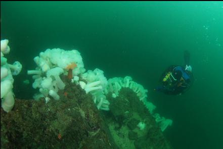 plumose anemones