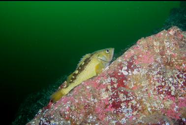 YELLOWTAIL ROCKFISH