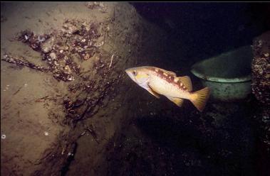 YELLOWTAIL ROCKFISH AND BATHTUB