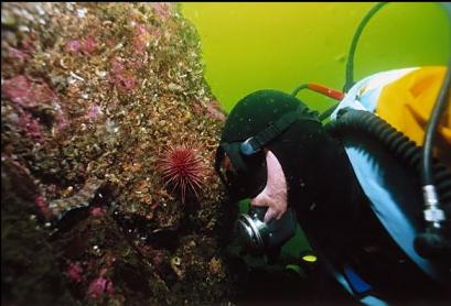 LOOKING CLOSE AT DECORATED WARBONNET