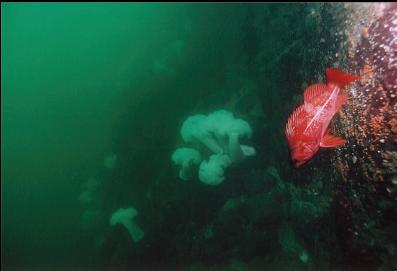 VERMILLION ROCKFISH NEAR WALL