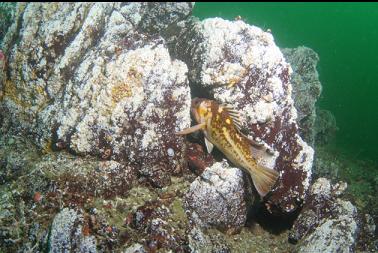 copper rockfish and white barnacles on rocks