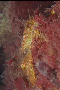 CRAB HIDING IN SEAWEED