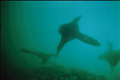 SEA LIONS