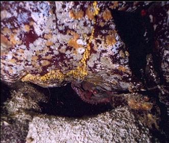 SMALL OCTOPUS IN DEN