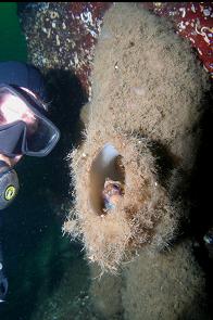 ROCKFISH IN BOOT SPONGE