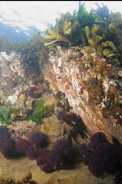 feather duster worms