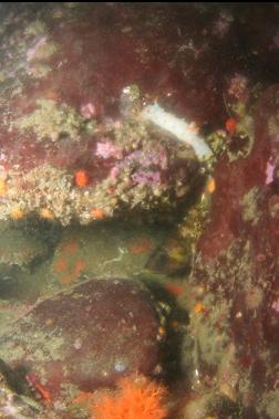 clown nudibranch with copper rockfish hiding behind