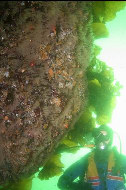 wall of tunicates in shallows