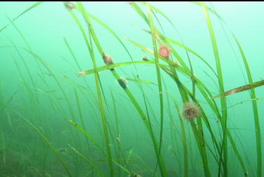 brooding anemones on eelgrass