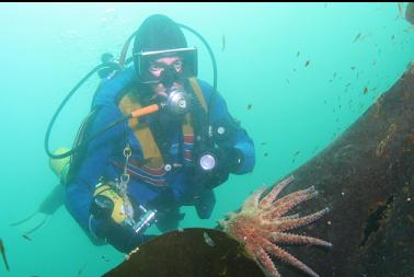 seastar on kelp