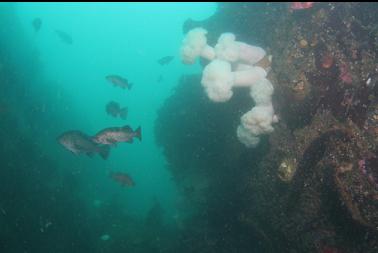 rockfish and anemones