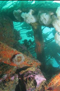 anemones on wreckage