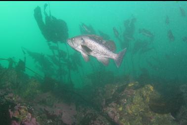 black rockfish