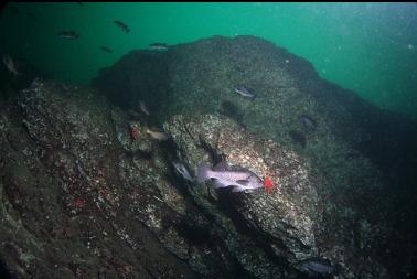 rockfish by wall